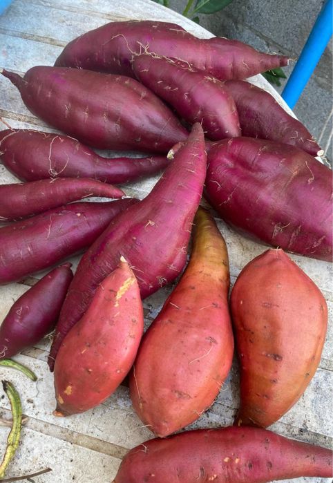 Batata doce de boa qualidade