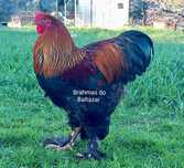 Brahmas Perdiz dourada e azul