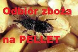 Pszenica, pszenżyto, żyto, owies, jęczmień