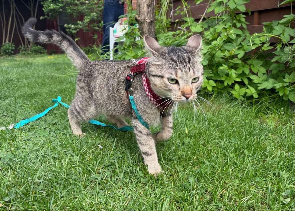 ZAGINĄŁ KOT!! KRAKERS, Kurza Góra/ Kościan