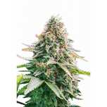 Nasiona marihuany Amnesia Auto