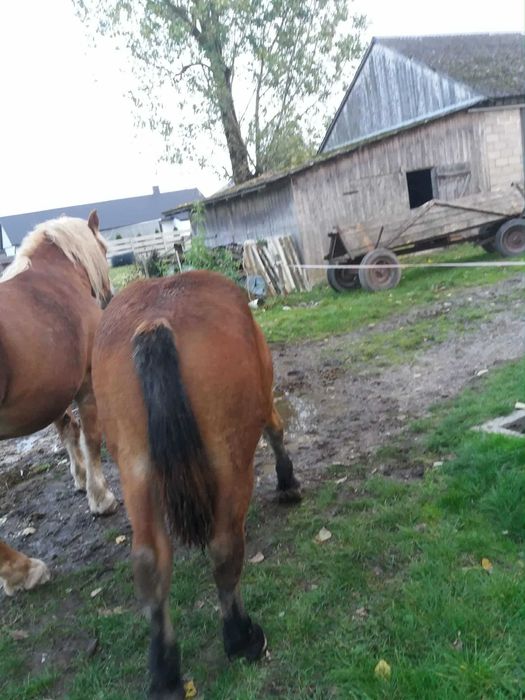 Koń, konie, źrebaki zimnokrwiste