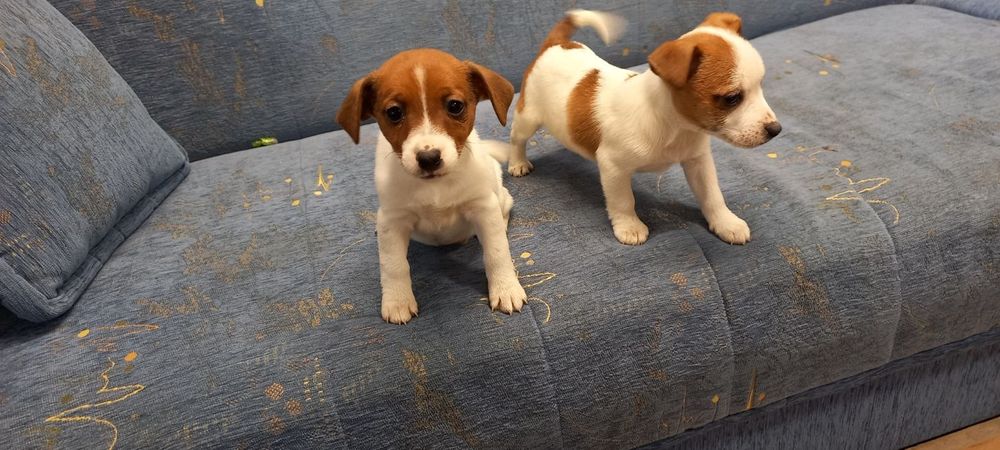Jack Russell Terrier suczka