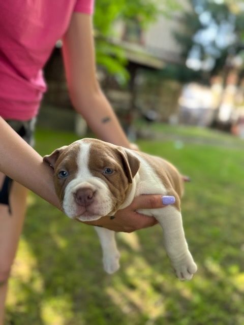 American bully pocket