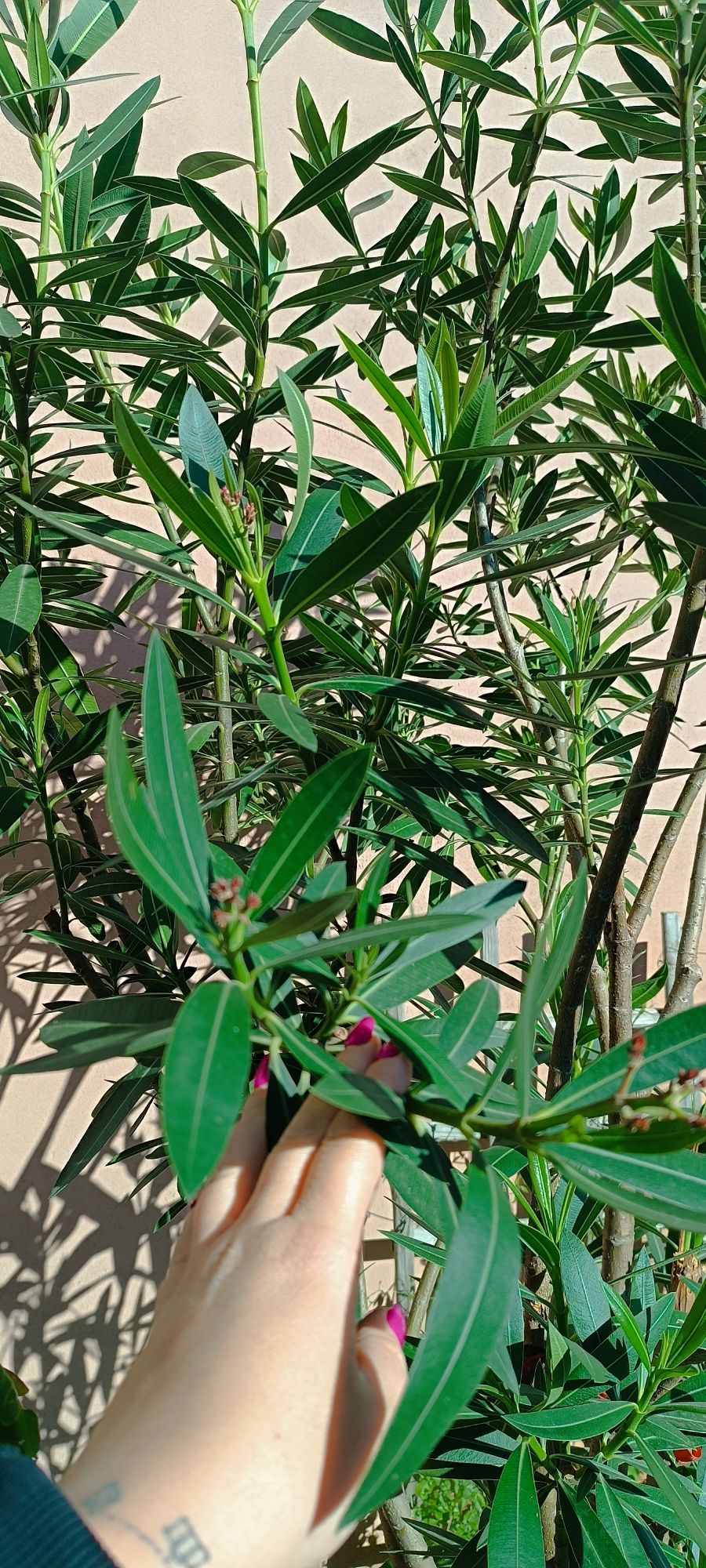 Sprzedam oleander 220 cm