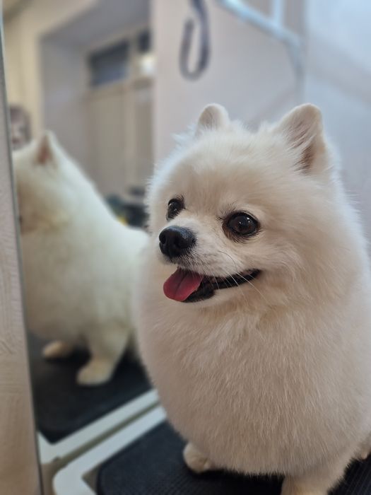 Гуманный груминг собак.