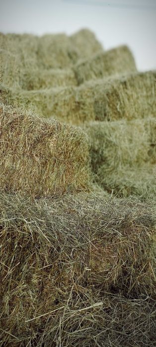 Siano w kostkach 2025 transport!!!