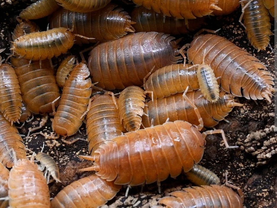 Porcellio Laevis "Orange" isopody 20szt. + Ogrzewacz