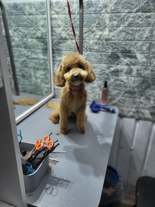 Груминг собаки, коты , салон