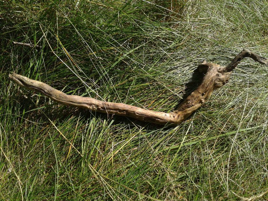 Korzeń lilak terrarium, akwarium, skalniak