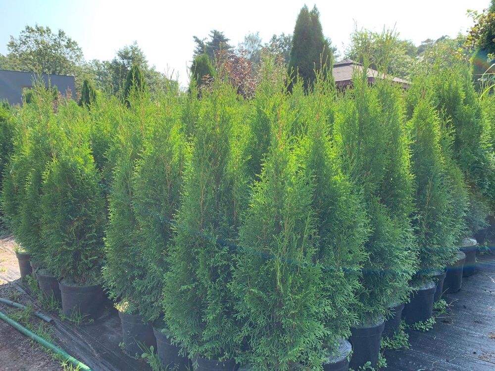 Thuja Tuja Żywotnik Szmaragd ok. 80-90 cm