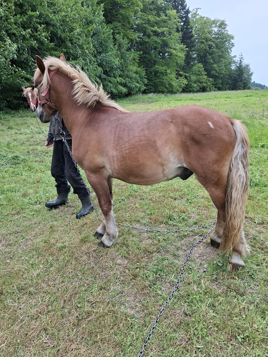 Sprzedam  ogierka zimnokrwistego