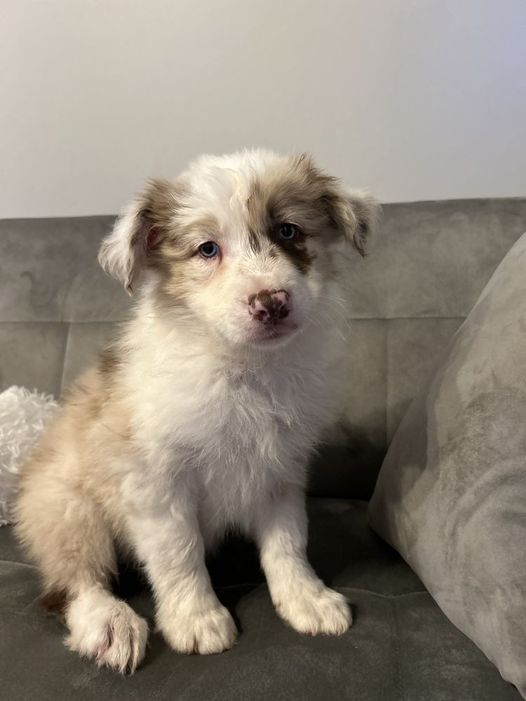 Piesek border collie Red Merle