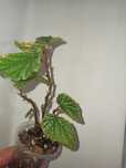 Begonia Angel sadzonka