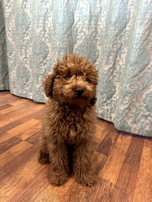 Віддам щеня той-пуделя, 4 місяці