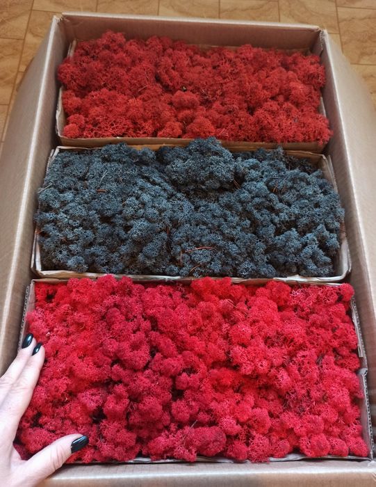 Стабілізований мох ягель 0,5 кг