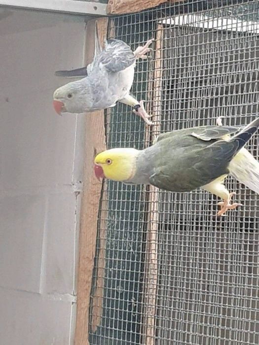 Продажа ожереловых попугаев
