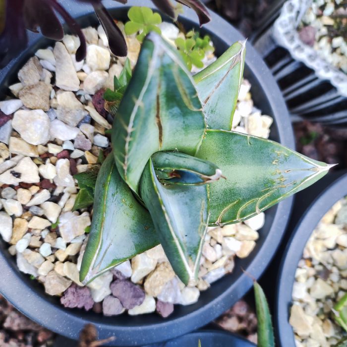 Агава Agave продаж