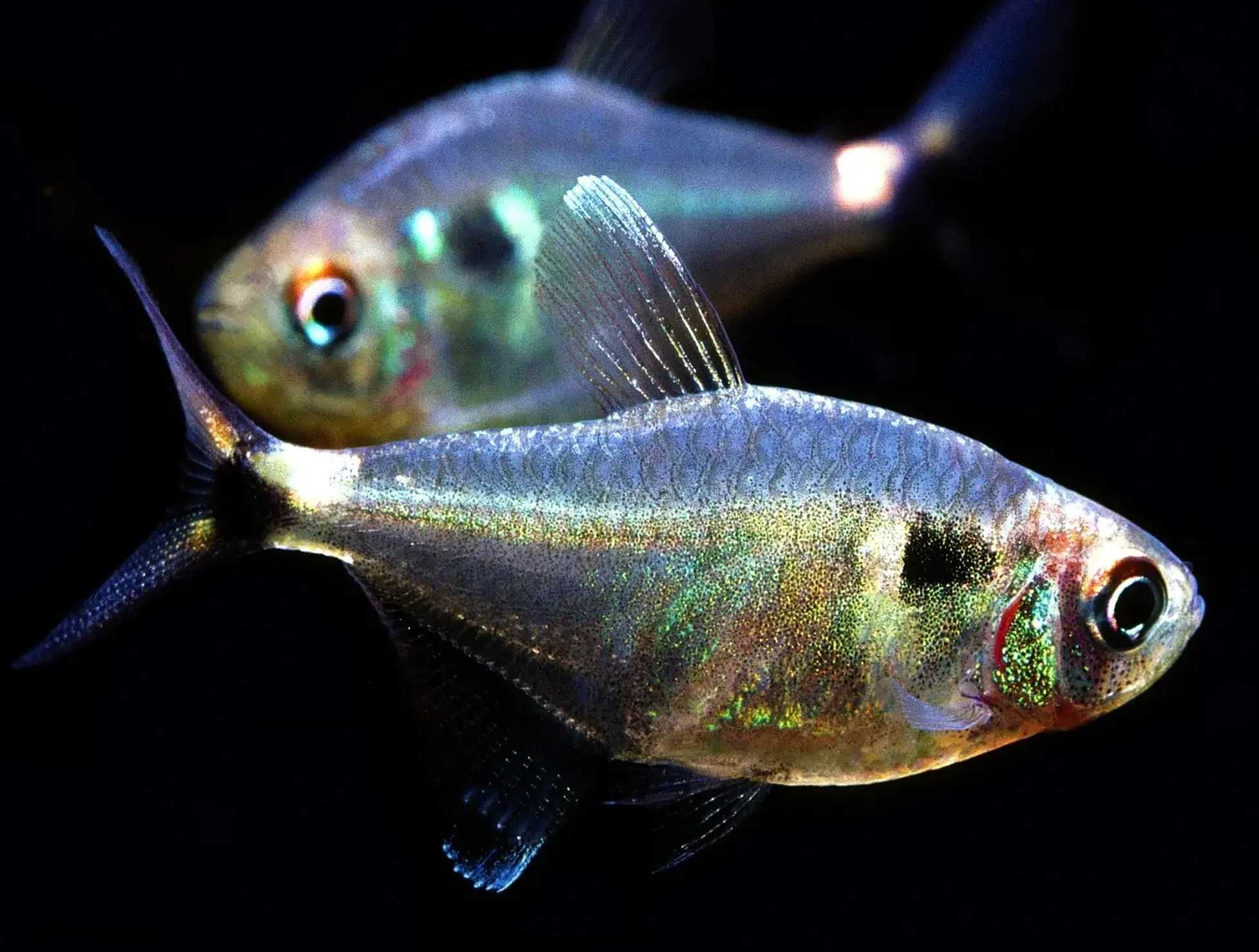 Zwinnik latarnik - Hemigrammus ocellifer - dowóz, wysyłka