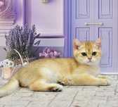 British  shorthair хлопчик