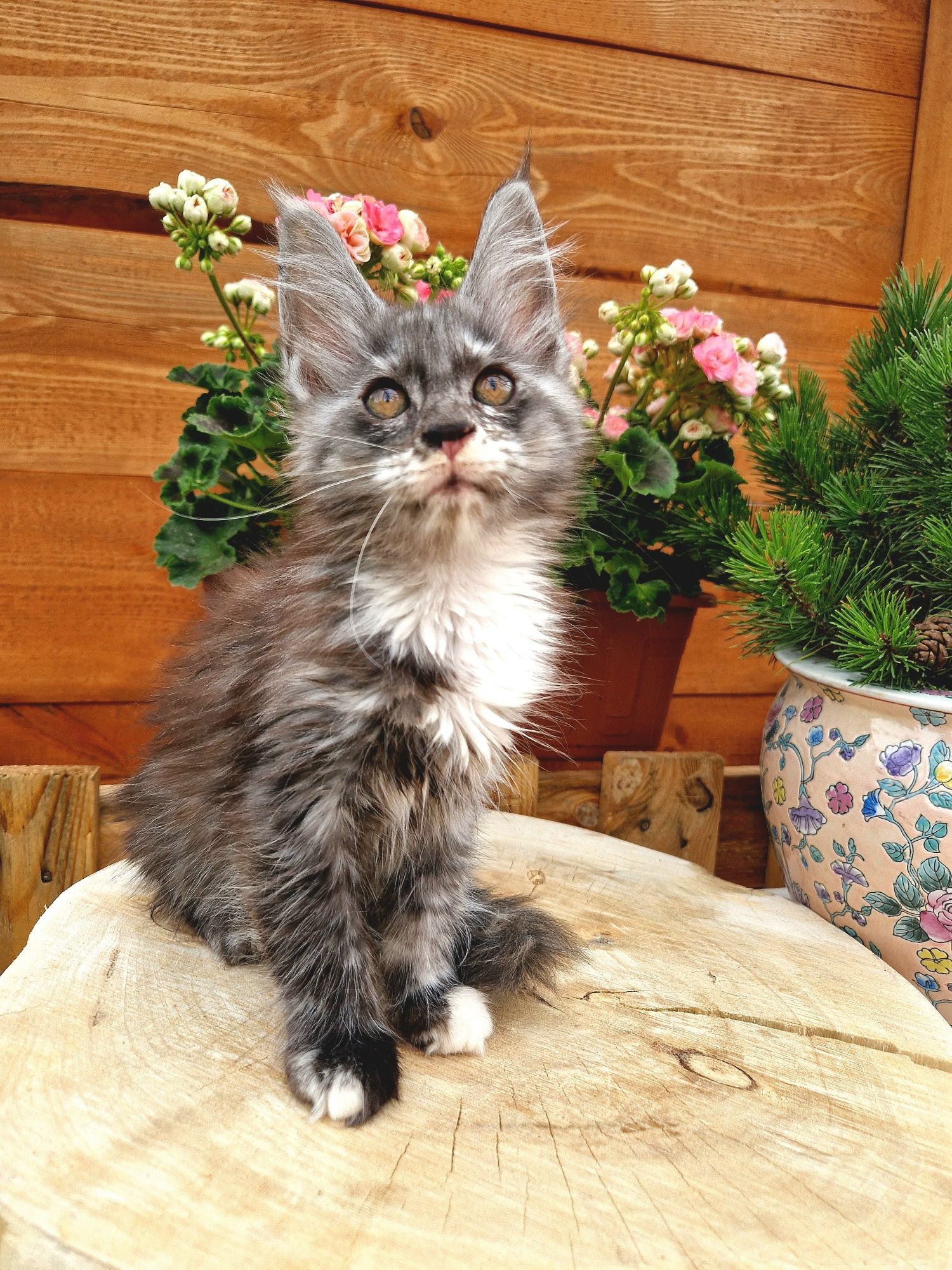 Maine Coon, kotka, rodowód FPL