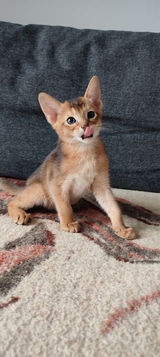 Абиссинский кот дикого окраса, вязка,