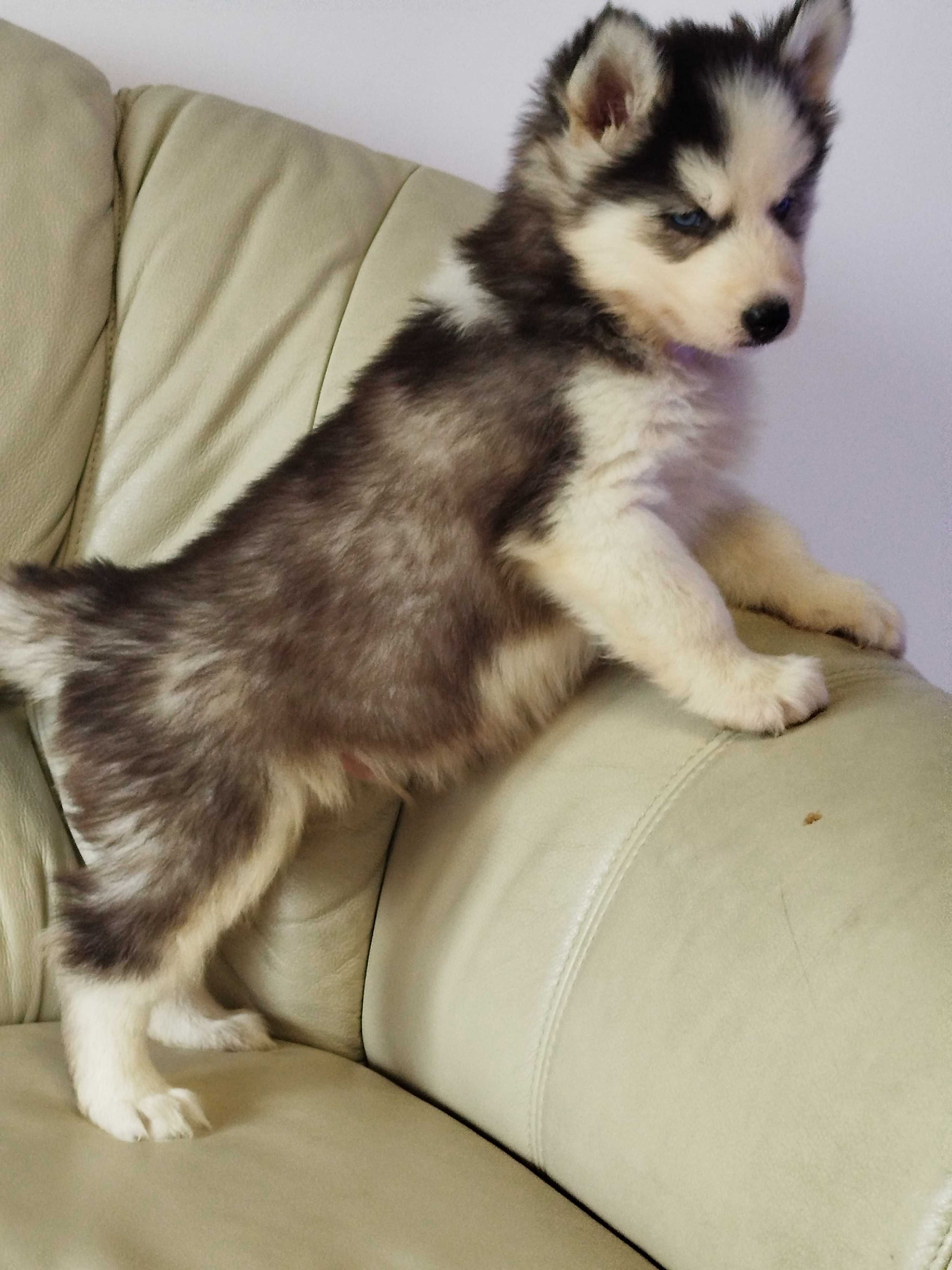 Siberian Husky piesek tel.-5.7.5.3.0.2.0.3.9.