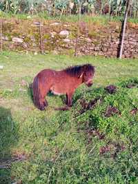 Os meus animais cabras