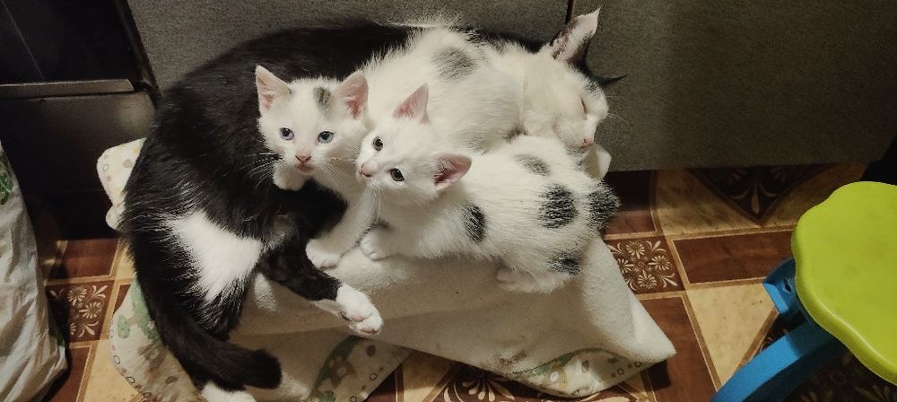 Отдам маленьких котят