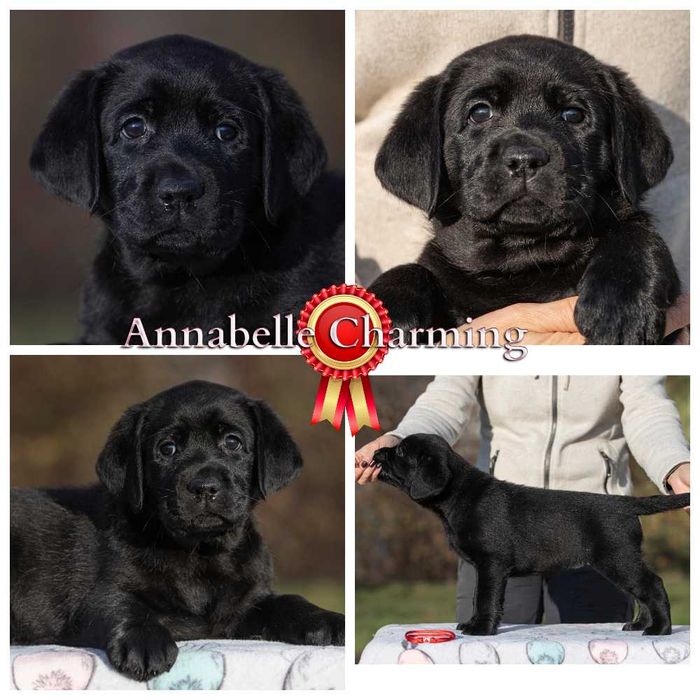 Видео, профпитомник) Элит щенки цуценята лабрадора ретривера ретрівера