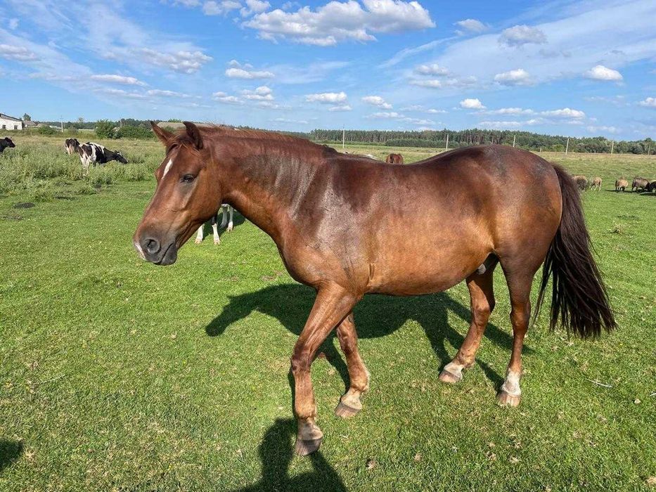 Продаж двох робочих коней с. Переросля, Дубенський район