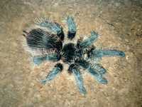 Паук птицеед Brachypelma albopilosum