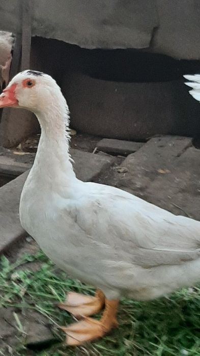 Продам інкубаційні яйця німецької лініі