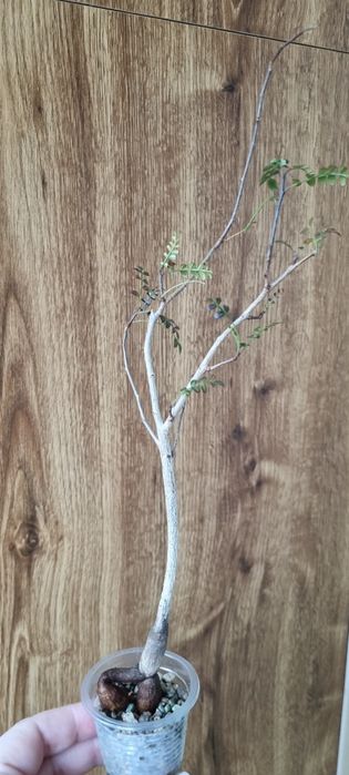 Продам каудексное растение  Оперкуликарию