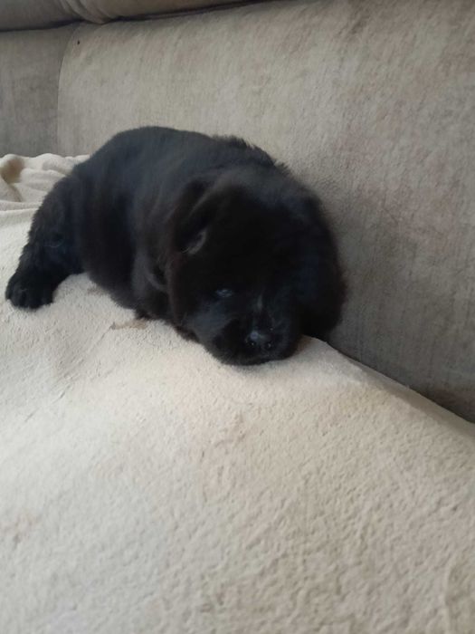Vendo cachorro Chow chow