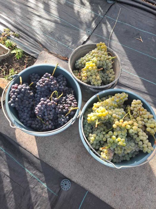 Черенки и саженцы винограда