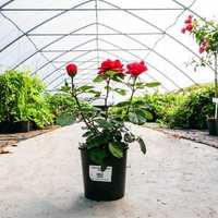 Róża róże National Parks Sissek czerwona