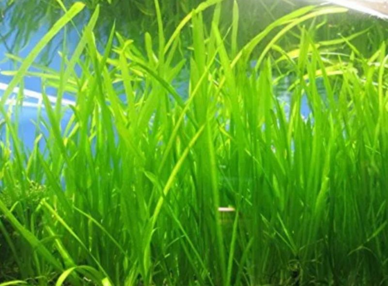Anubiasy nana Nurzaniec Cryptocoryne Mech jawa