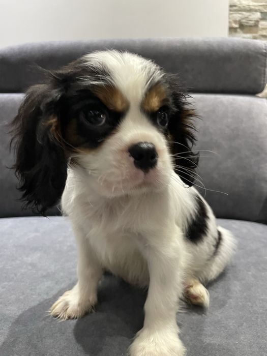 Piesek tricolor Cavalier King Charles Spaniel