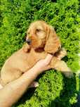 Piękny Cocer Spaniel z rodowodem
