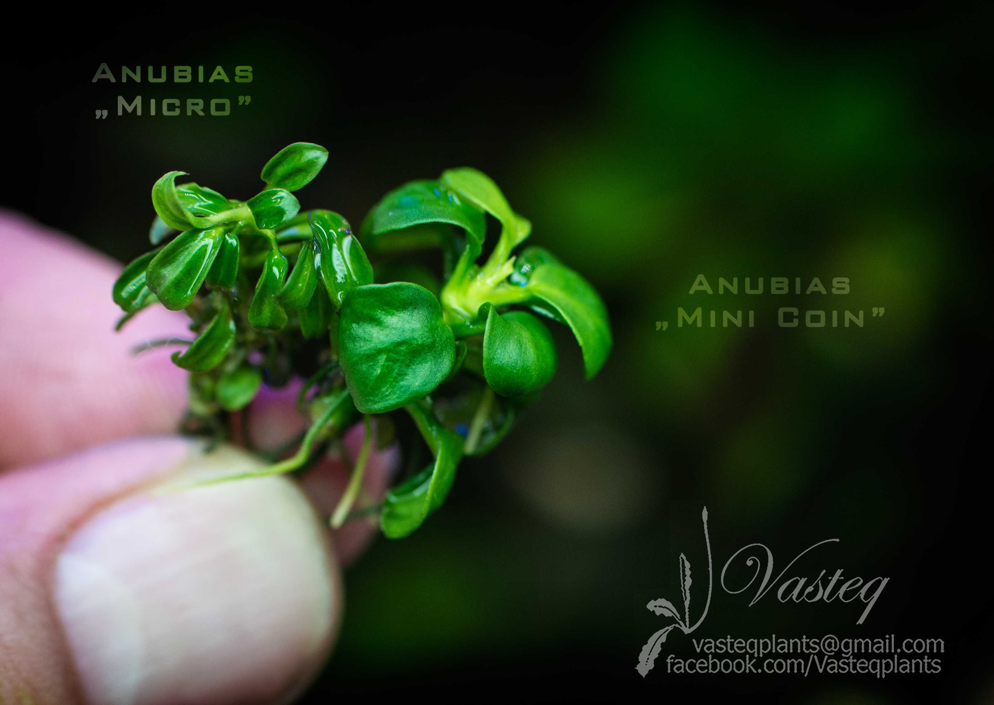 Anubias sp.  „Mini Coin” jeden z najmniejszych Rarytas