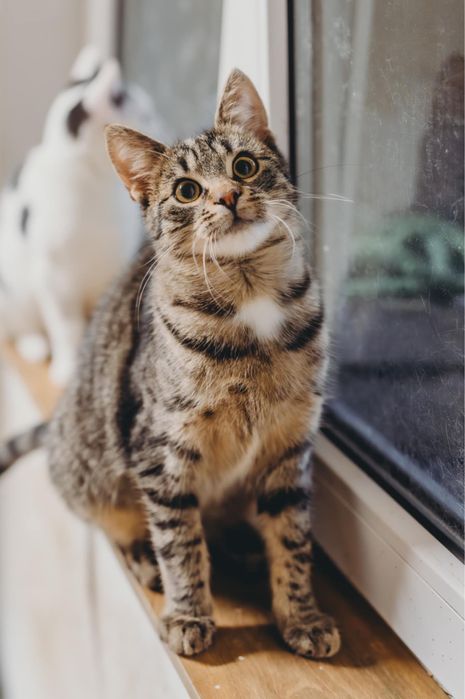 Bono - 6 m. kocurek Kraków/ Gorlice