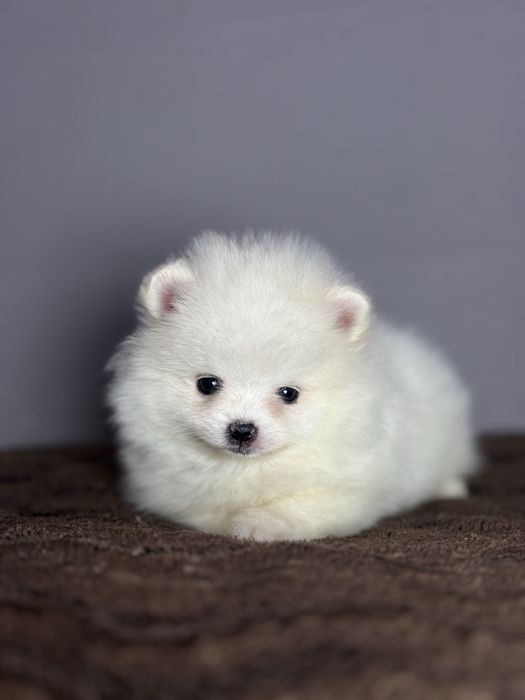 Хлопчик тип ведмедика.