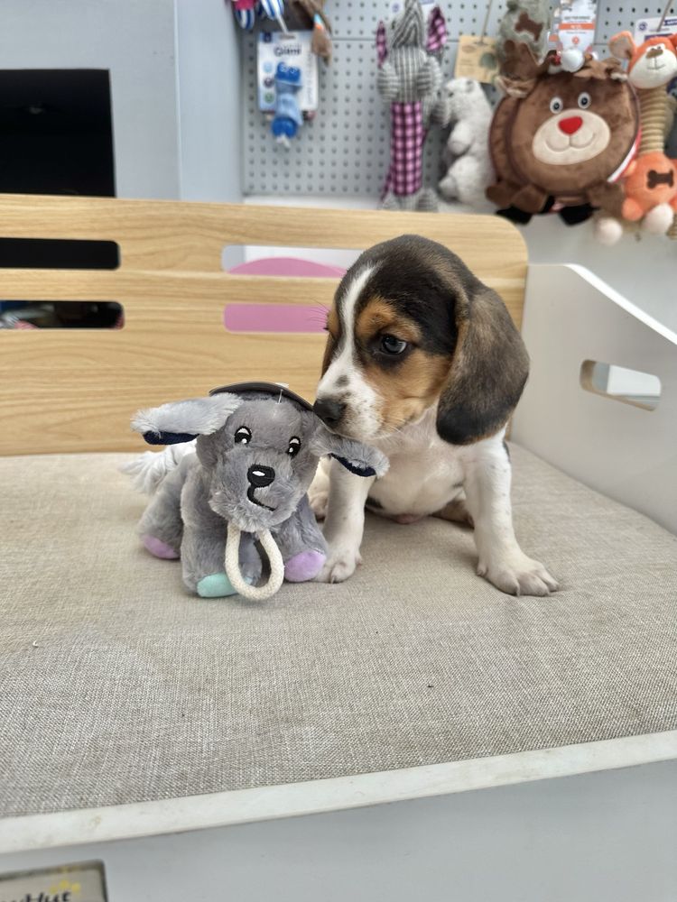 Beagle menino fantastico