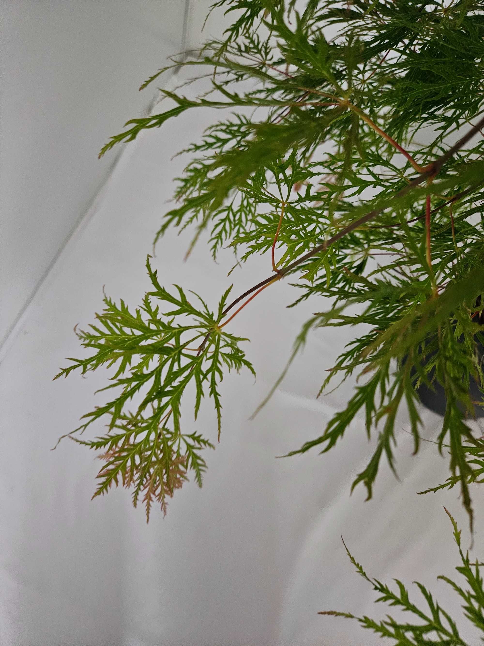 Bonsai – Klon japoński palmowy 'Dissectum' (Acer palmatum dissectum)