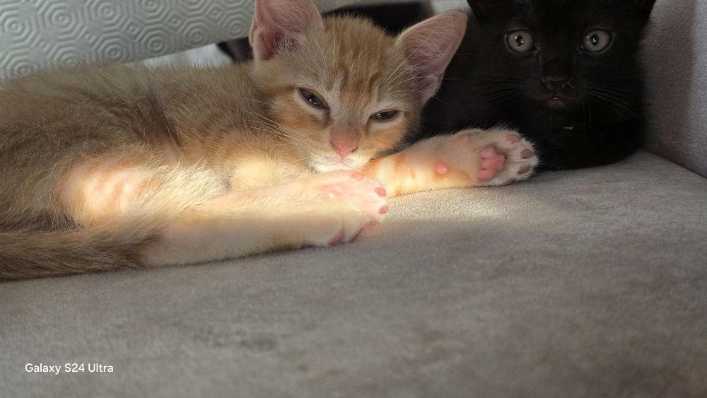 GATInhos para DOAR