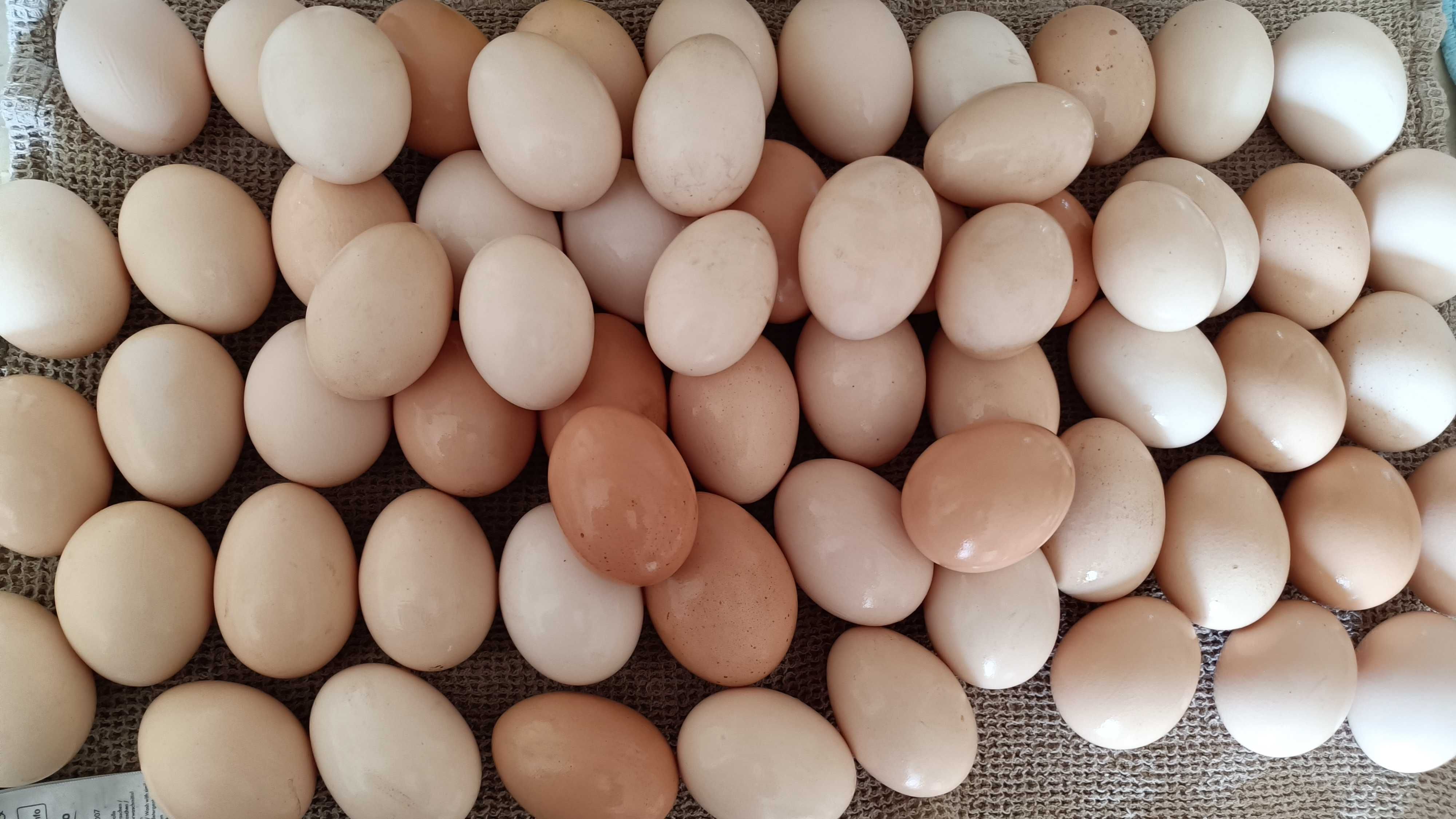 Jajka swojskie z własnego wolnego wybiegu, również jaja lęgowe