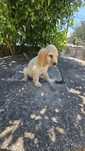 Coocker spaniel Macho