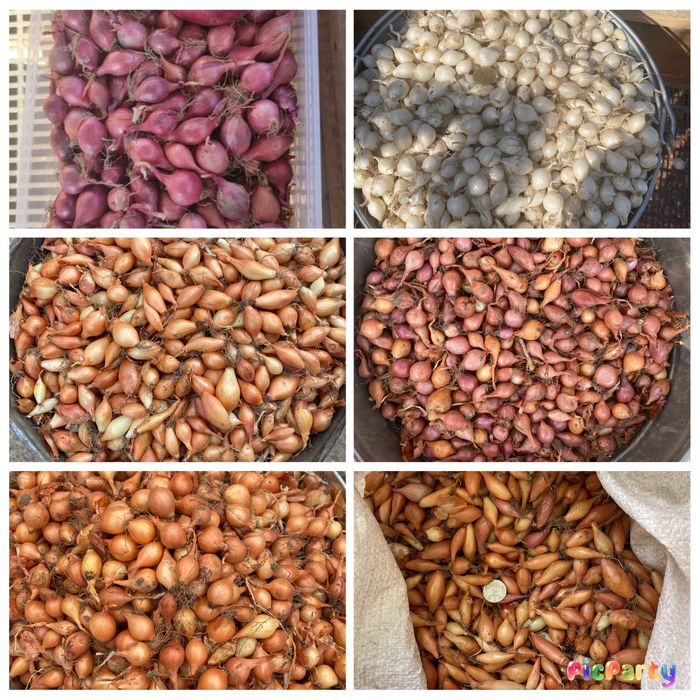 Лук севок,арпаж,тиканка,сіянка,саджанка,цибуля на перо,дельфін,венгерк