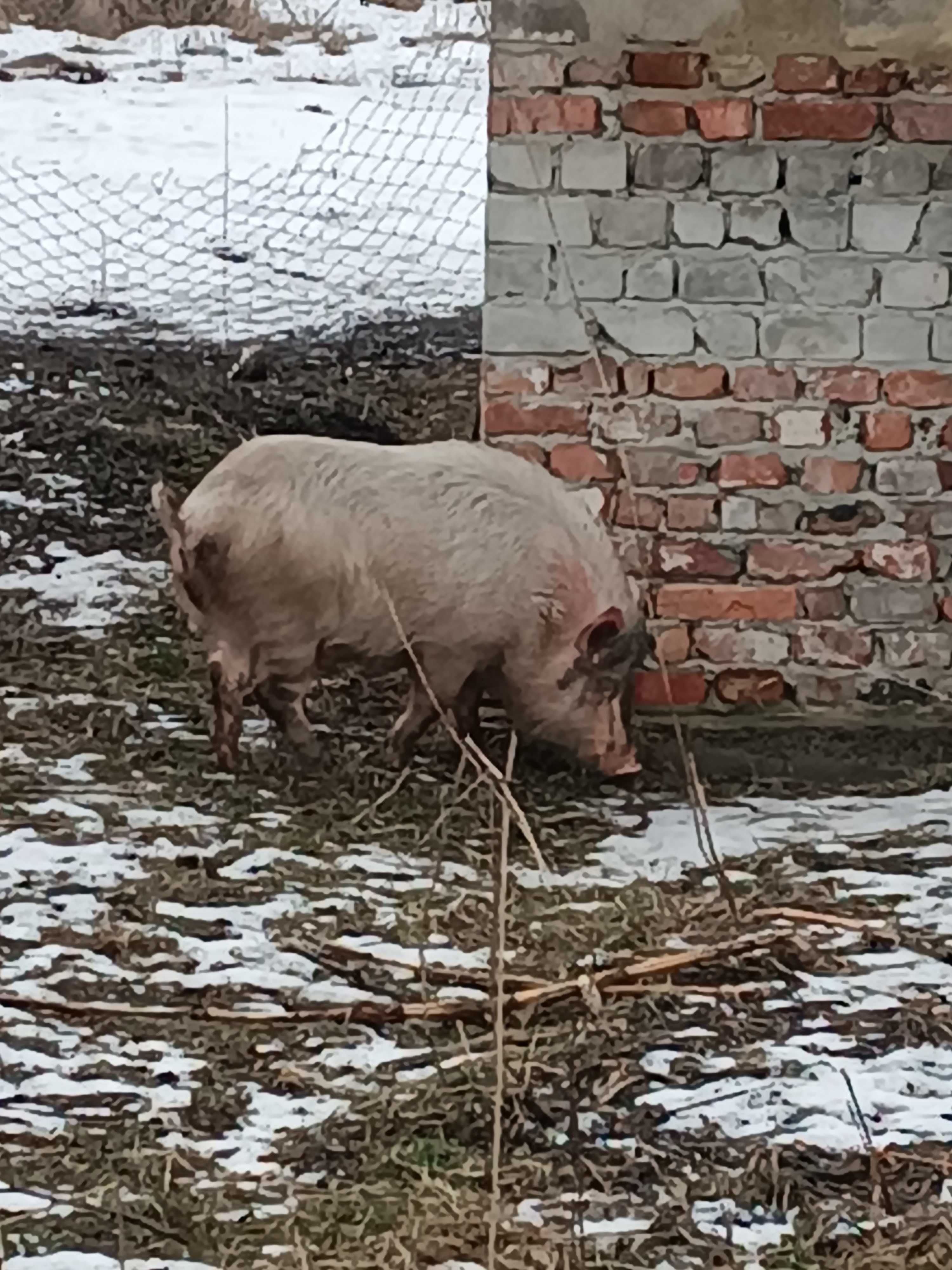 Вьетнамские свиньи